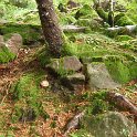 173 boletus satanas.JPG